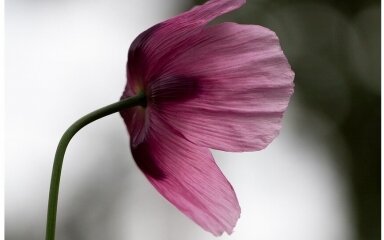 Black Opium