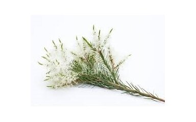 Arbatmedžių (Malaleuca alternifolia)