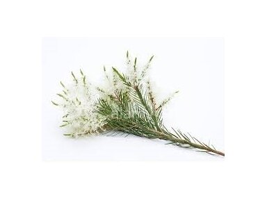 Arbatmedžių (Malaleuca alternifolia)