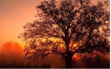 Twilight Oak & Amber