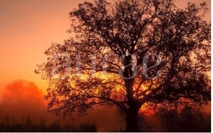 Twilight Oak & Amber Twilight Oak & Amber