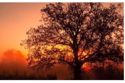 Twilight Oak & Amber Twilight Oak & Amber