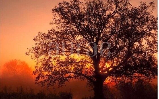 Twilight Oak & Amber