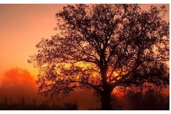Twilight Oak & Amber