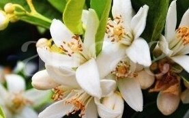 WHITE FLOWERS