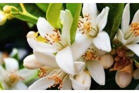BALTU ZIEDU BAGĀTĪBA/ WHITE FLOWERS BALTU ZIEDU BAGĀTĪBA/ WHITE FLOWERS