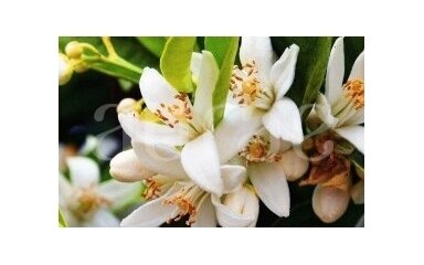 WHITE FLOWERS