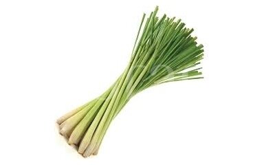 Lemongrass (Cymbopogon citratus)