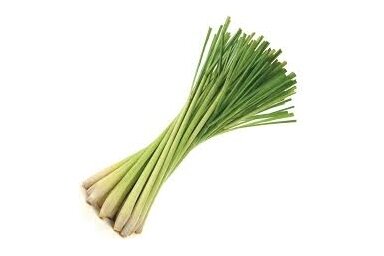 Citronzāle (Cymbopogon citratus) Citronzāle (Cymbopogon citratus)