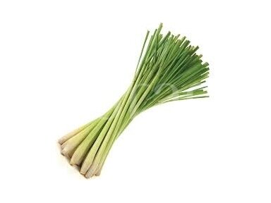 Citronzāle (Cymbopogon citratus) Citronzāle (Cymbopogon citratus)