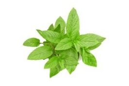 Piparmētra (Mentha piperita) 3 Piparmētra (Mentha piperita) 3