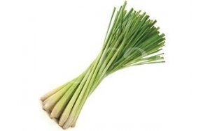 Lemongrass (Cymbopogon citratus) 3
