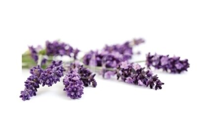 Lavender (Lavandula angustifolia) 2 Lavender (Lavandula angustifolia) 2