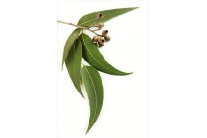 Eikalipts (Eucalyptus globulus) 2