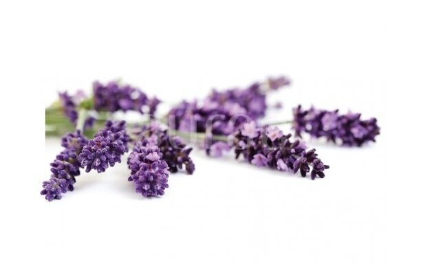 Lavender (Lavandula angustifolia) 5