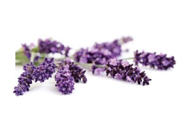 Īsta lavanda (Lavandula angustifolia) 6