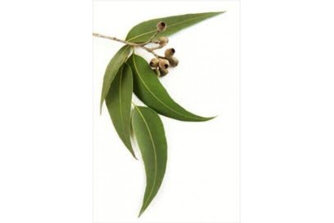 Eikalipts (Eucalyptus globulus) 1