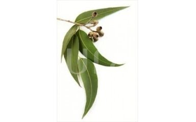 Eucalyptus (Eucalyptus globulus)