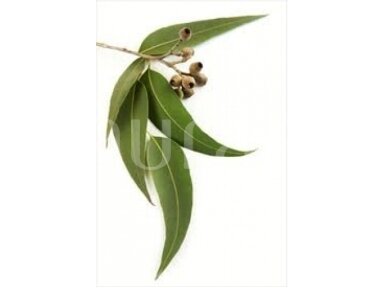 Eikalipts (Eucalyptus globulus) Eikalipts (Eucalyptus globulus)