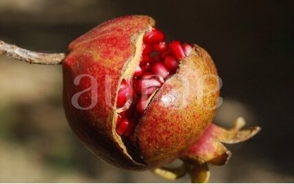 POMEGRANATE POMEGRANATE
