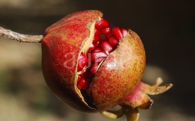 POMEGRANATE POMEGRANATE