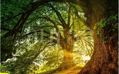 Cashmere woods
