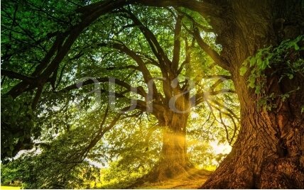 Cashmere woods