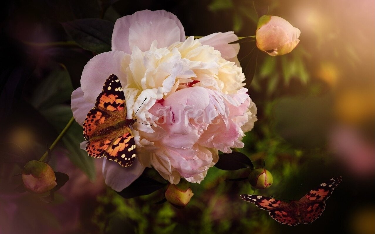 LADY PEONY LADY PEONY