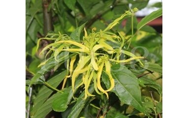 Kvapiųjų kanangų (Ylang-Ylang) aliejus