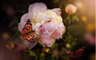 LADY PEONY