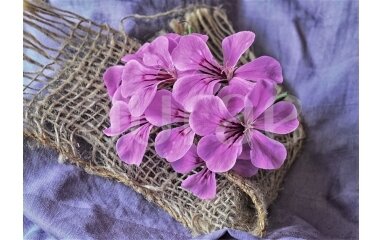 Kvapniųjų pelargonijų aliejus