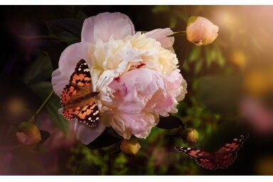 SMARŽĪGĀS PEONIJAS / LADY PEONY SMARŽĪGĀS PEONIJAS / LADY PEONY