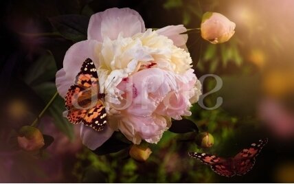 LADY PEONY