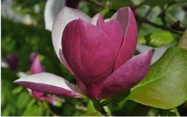 LOTUS-MAGNOLIA LOTUS-MAGNOLIA