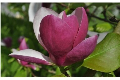 LOTUS-MAGNOLIA LOTUS-MAGNOLIA