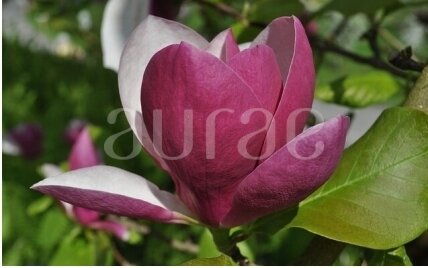 LOTUS-MAGNOLIA