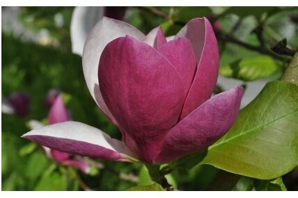 LOTUS-MAGNOLIA LOTUS-MAGNOLIA
