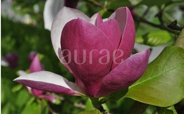 LOTUS-MAGNOLIA LOTUS-MAGNOLIA