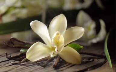 Madagascar Vanilla