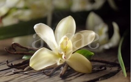 Madagascar Vanilla