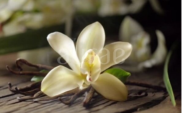 Madagascar Vanilla Madagascar Vanilla