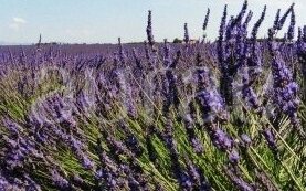 LOVE FROM PROVENCE LOVE FROM PROVENCE