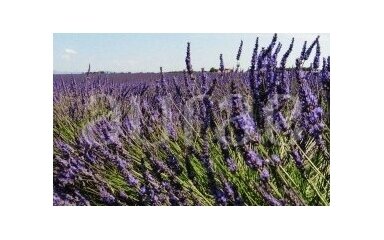 LOVE FROM PROVENCE LOVE FROM PROVENCE