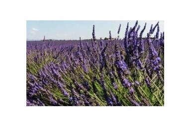MĪLESTĪBA NO PROVANSAS/ LOVE FROM PROVENCE