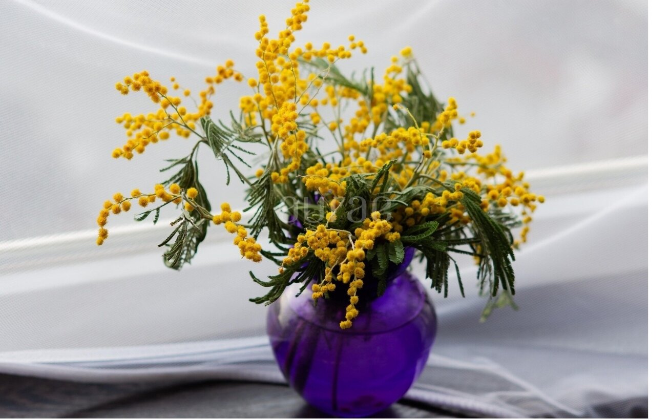 Mimosa Mimosa