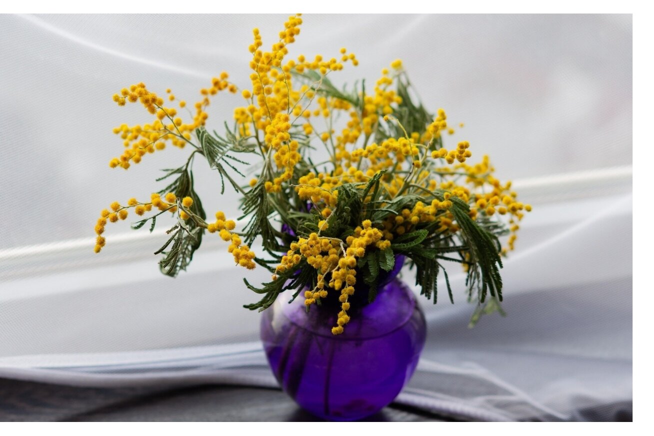Mimoza Mimoza