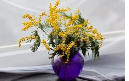 Mimosa Mimosa
