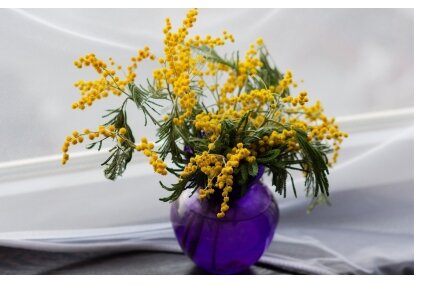 Mimoza Mimoza