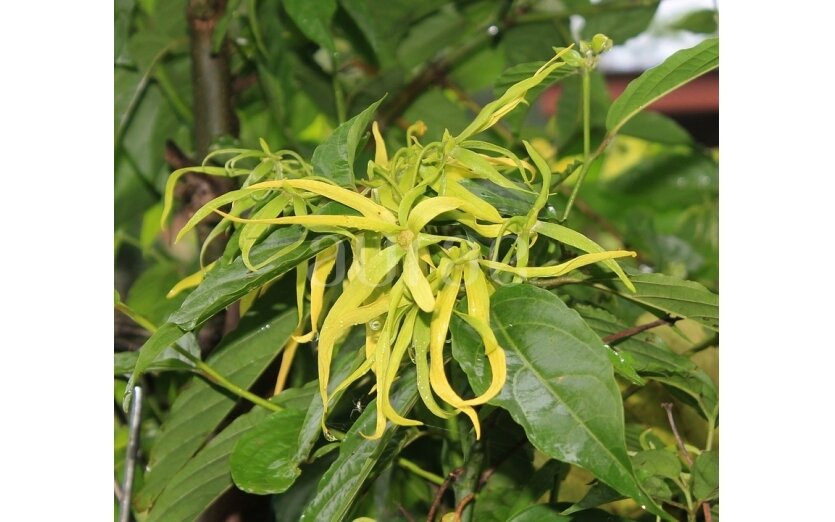 Kvapiųjų kanangų (Ylang-Ylang) aliejus 2