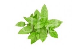 Peppermint (Mentha piperita)